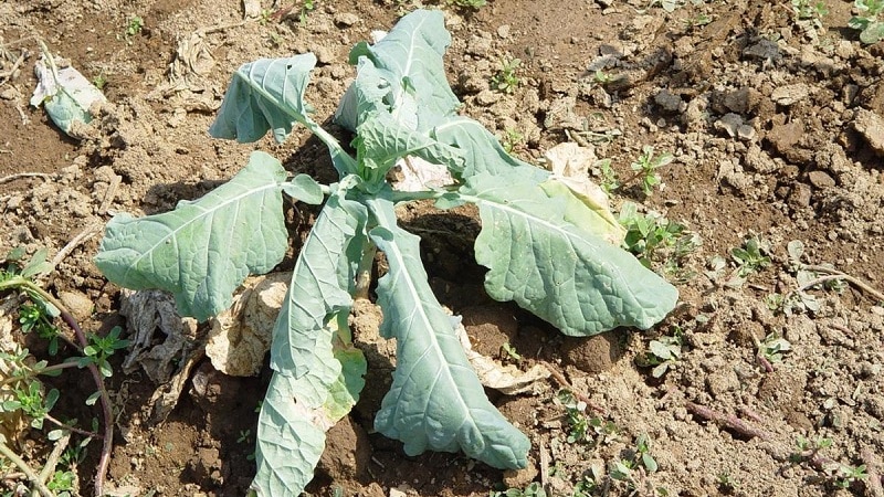 Measures to combat clubroot on cabbage