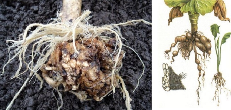 cabbage control measures