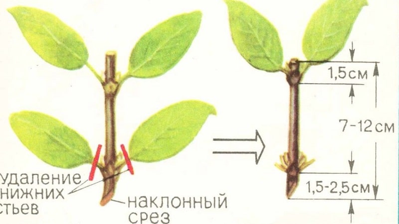 An unpretentious frost-resistant variety of honeysuckle Morena
