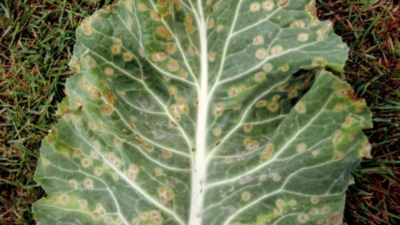 Diseases and pests of Chinese cabbage