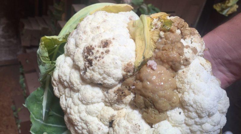Diseases and pests of Chinese cabbage