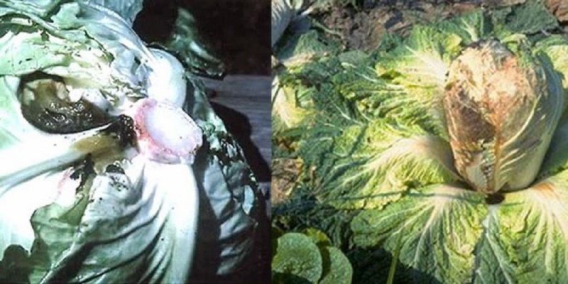 Chinese cabbage diseases