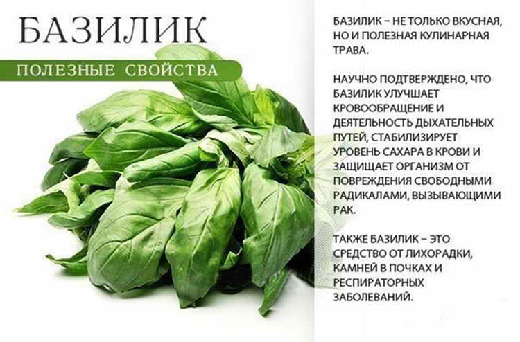 What does basil look like and what are its characteristics?