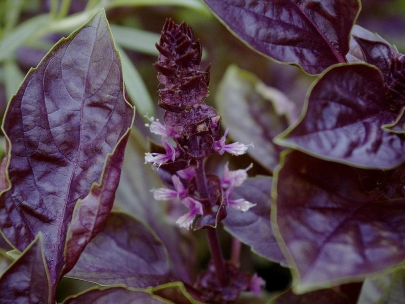 basil flower photo