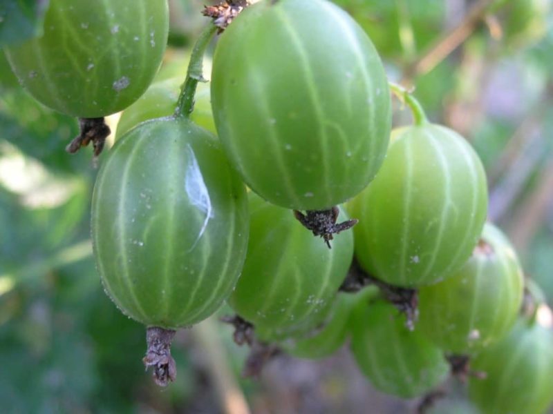 gooseberry emerald ural