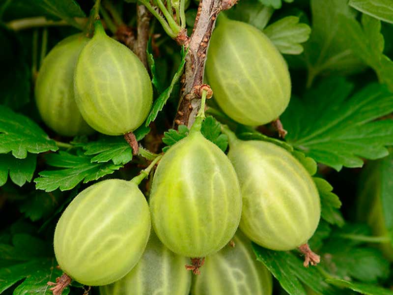 gooseberry emerald