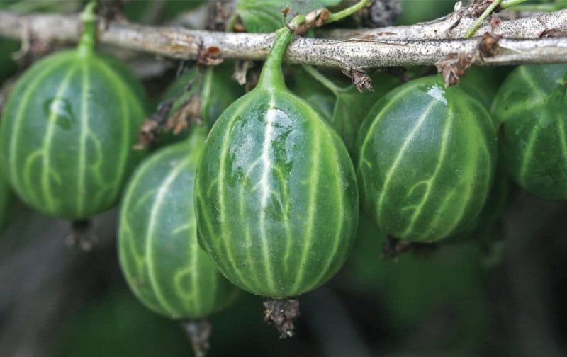 gooseberry Ural emerald reviews