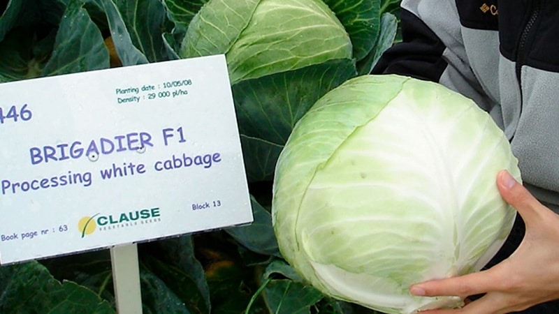 High-yielding resistant cabbage hybrid Brigadier F1
