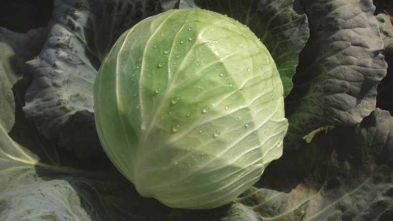 High-yielding resistant cabbage hybrid Brigadier F1