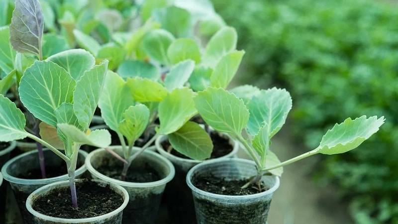 High-yielding resistant cabbage hybrid Brigadier F1