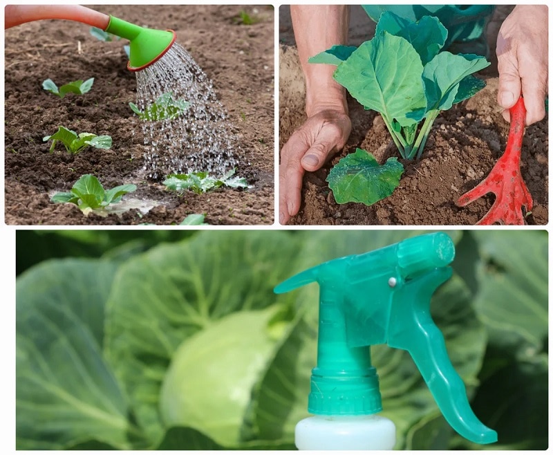 High-yielding resistant cabbage hybrid Brigadier F1