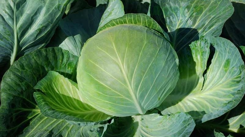High-yielding resistant cabbage hybrid Brigadier F1