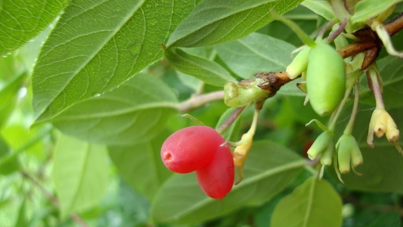 Is red honeysuckle edible or not?