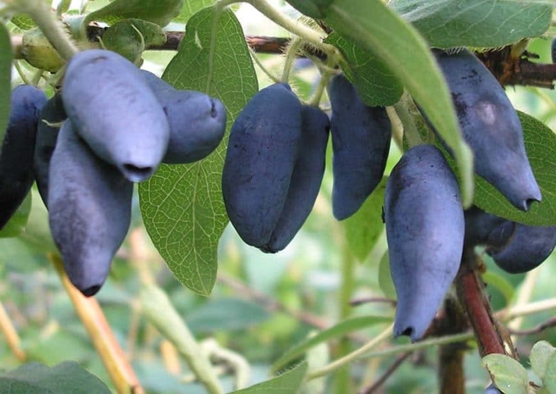 large-fruited honeysuckle