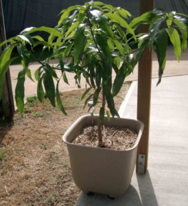 All about mango: what it is, what it looks like and where it grows