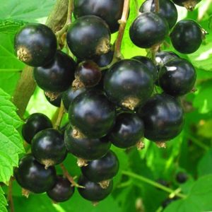 The best currants for Siberia: top varieties