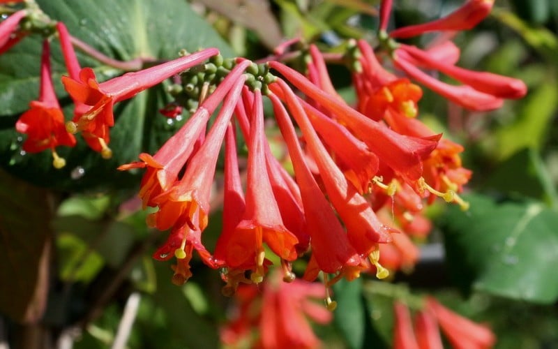 brown fuchsia honeysuckle