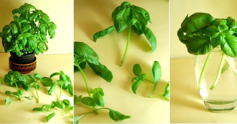 propagation of basil by cuttings