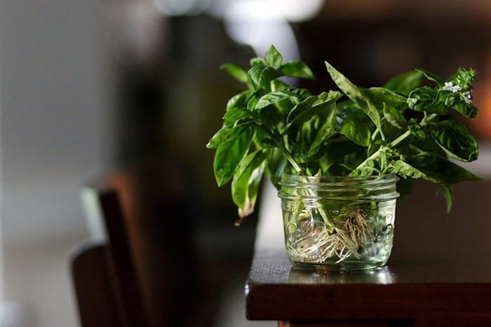 grow basil from a sprig