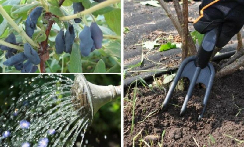 how to water honeysuckle