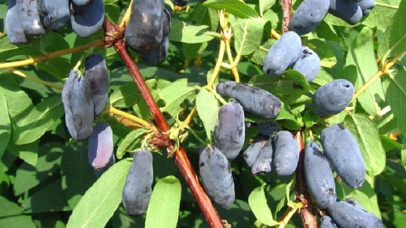 Large-fruited frost-resistant honeysuckle variety Kamchadalka