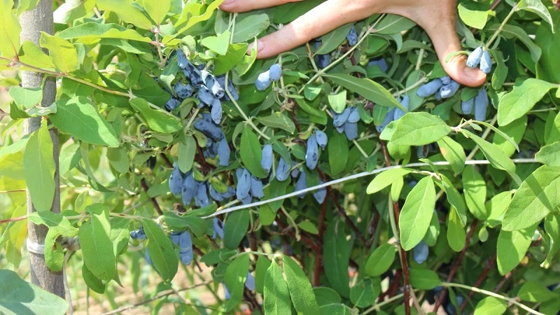 Why honeysuckle berries and flowers fall off and what to do about it