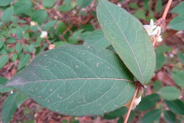 honeysuckle leaves beneficial properties