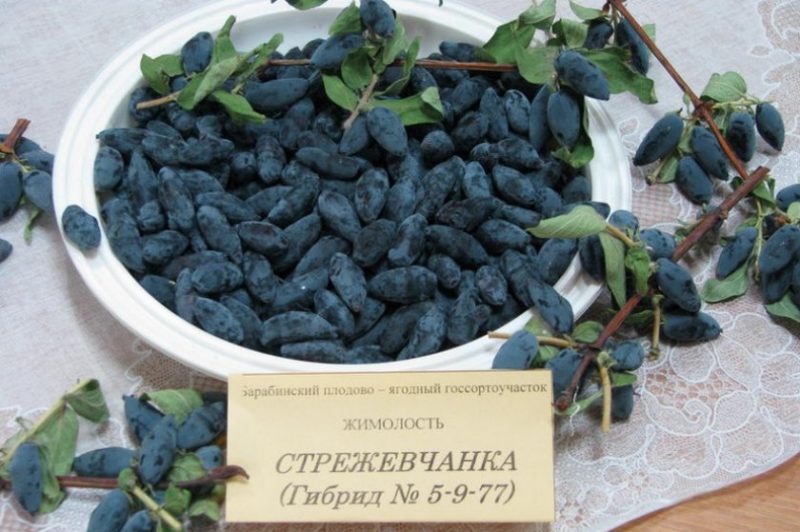 honeysuckle strezhevchanka