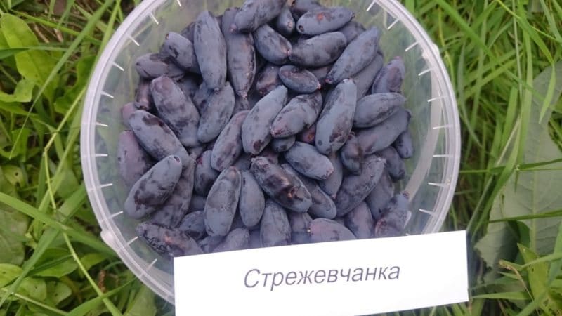 honeysuckle strezhevchanka variety description