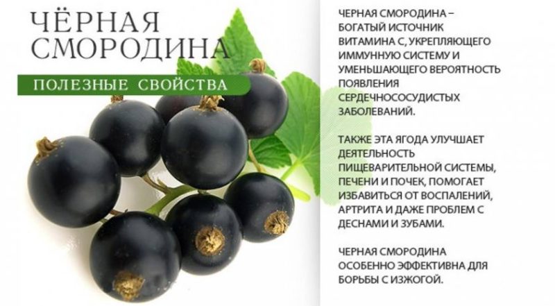 black currant beneficial properties for women
