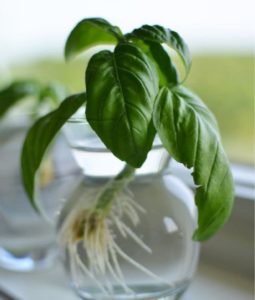basil cuttings