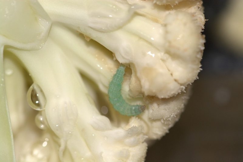 worms in cauliflower