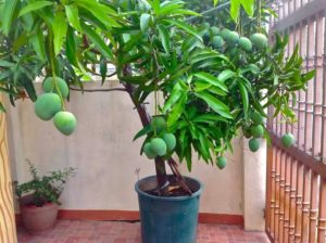 what does a mango tree look like