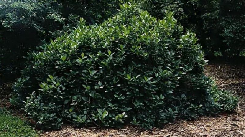Decorative variety of Alpine honeysuckle