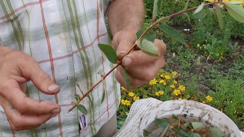Decorative variety of Alpine honeysuckle