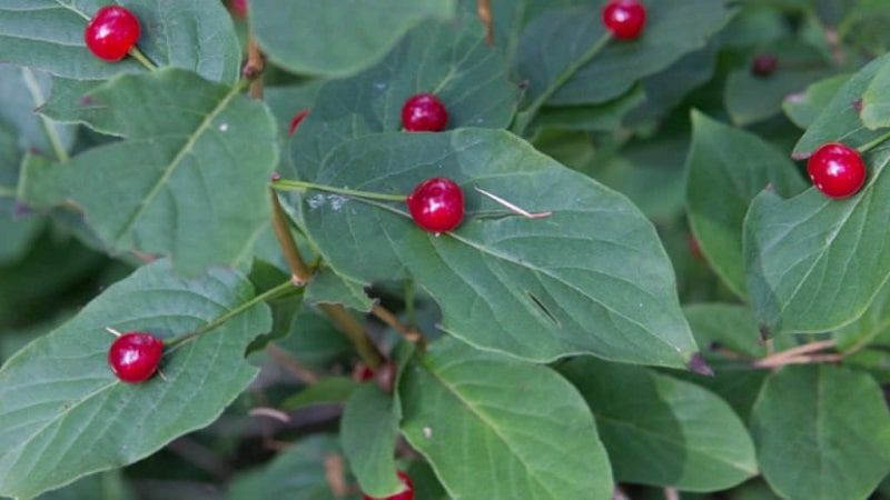Is alpine honeysuckle edible or not?