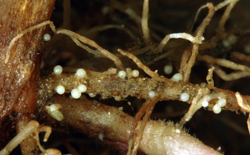 Why do worms appear in cauliflower and how to get rid of them