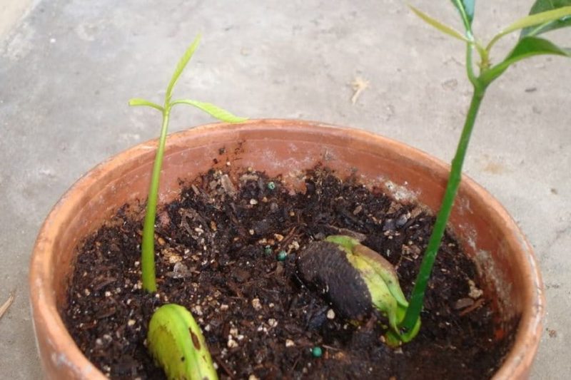 mango tree