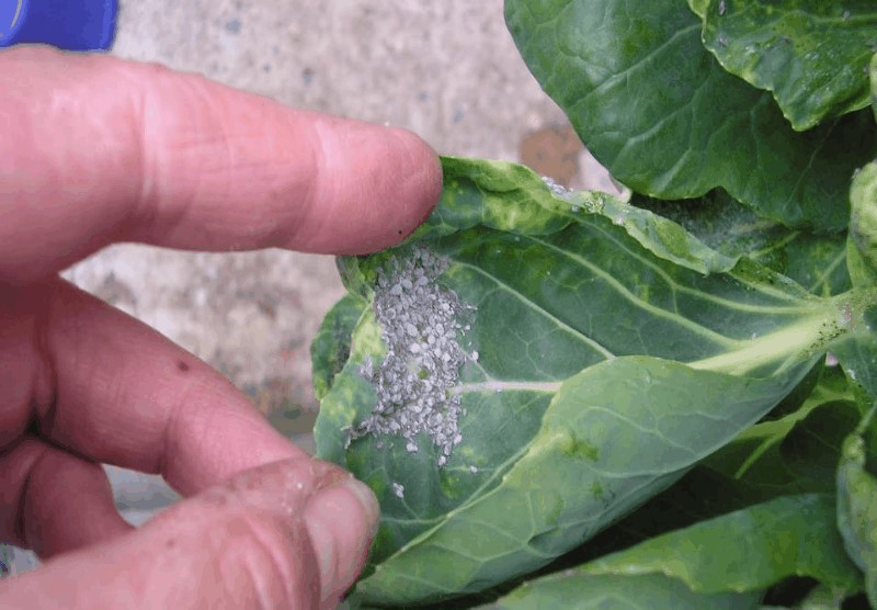 how to get rid of aphids on cabbage