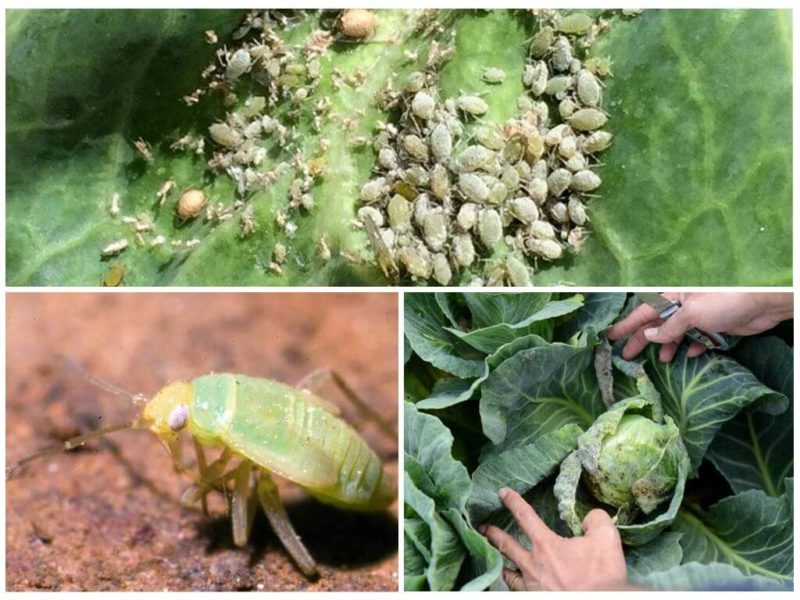 There are aphids on cabbage, how to get rid of them