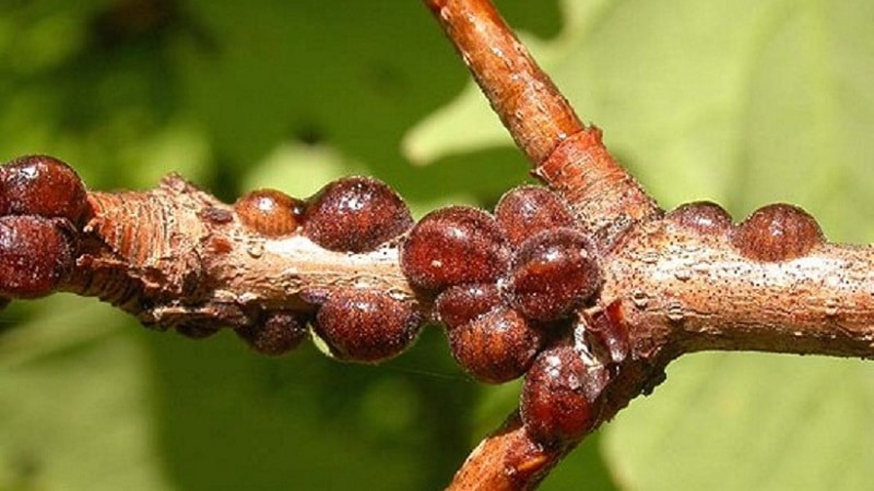 An unpretentious frost-resistant variety of honeysuckle Morena