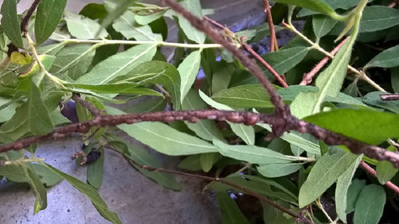 Early fruiting variety of honeysuckle Viola
