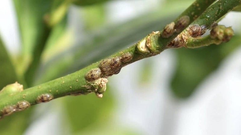 How to deal with scale insects on honeysuckle easily and effectively