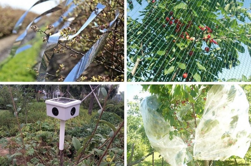 how to protect honeysuckle from birds