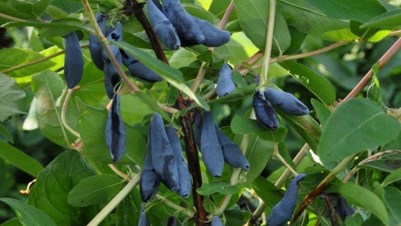 Large-fruited honeysuckle variety Pride of Bakchara
