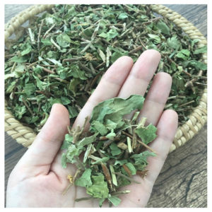 How to use honeysuckle leaves: beneficial properties and contraindications