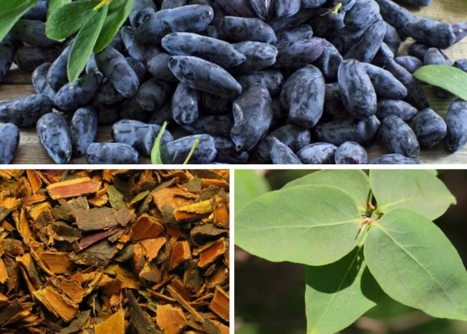 How to use honeysuckle leaves: beneficial properties and contraindications