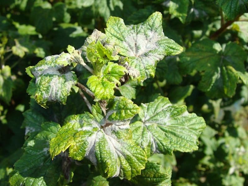 Review of the currant variety Black Pearl (pearl): pros and cons, characteristics, growing secrets