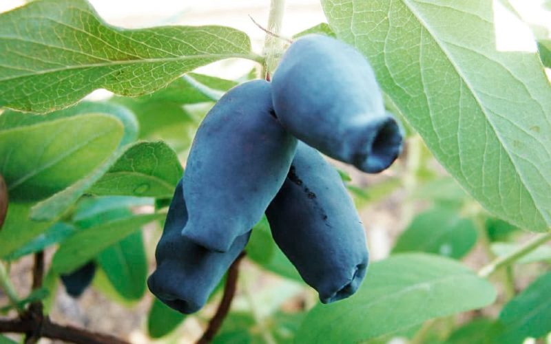Unpretentious tasty variety of honeysuckle Amphora