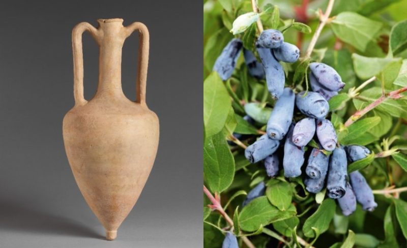 honeysuckle amphora